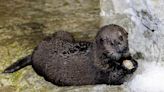 Baby Sea Otter Debuts at Chicago Aquarium After Being Found Malnourished and Alone in Alaska