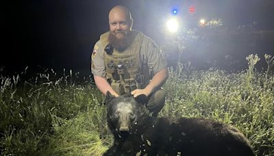Rare Texas black bear killed after getting hit by truck