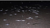 南加「銀魚搶灘」 萬魚產卵壯觀 美如天然銀毯