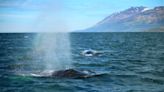 Japan to start hunting fin whales after five years of commercial whaling - BusinessWorld Online