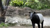 日本馬來貘「Hideo英雄」抵台時亡 北市動物園：熱緊迫引發全身循環衰竭