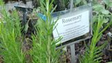Rosemary's health and flavor powers go beyond aromatherapy