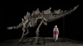 150 million-year-old dinosaur will be up for auction in NYC