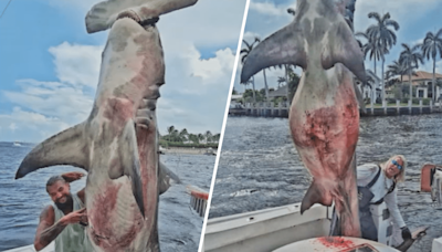 ‘Experiencia unica’: Captura un tiburón martillo gigante en su despedida de soltero