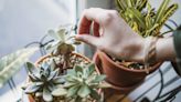 How to Care for Succulents—and Keep Them Looking Picture-Perfect