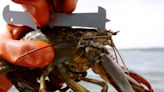 Maine fishermen call on regulators to delay new lobster size rules