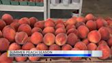 Alabama peach season starts perfectly ripe ahead of summer