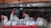 Gripe aviar: Primera muerte en el mundo ocurre en México