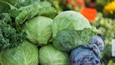 Farmers 'buried under tsunami of cabbages' as vegetables grow too quickly in warm Autumn