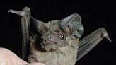 Going to bat for bats: They're more than spooky symbols