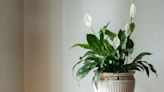 Peace lilies never stop flowering when kept in one location of your home