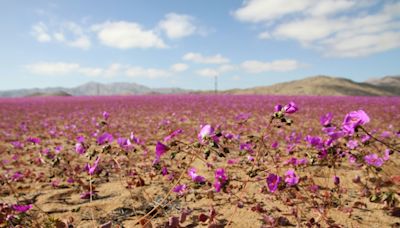 Inusuales lluvias hacen florecer el árido desierto de Atacama en Chile