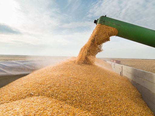 A los agricultores británicos se les paga para que dejen los cultivos pudriéndose en el suelo o para que “planten” comida para los pájaros