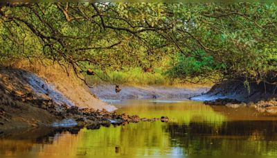 Goa in monsoon: A guide to a perfect day in Salim Ali Bird Sanctuary