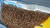 Un-bee-lievable: Woman surprised to find swarm of 'over 25,000' bees on car | ITV News