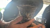 Fort Worth dealership workers save kitten stuck underneath car engine