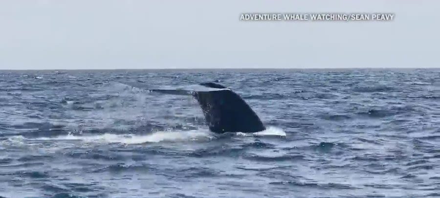 Now is the best time of year to see blue whales in San Diego