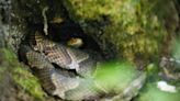 Slithering snake on your KY deck? What an expert recommends to keep them out of your yard