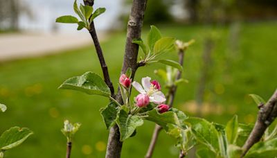 How Do You Restore a Chestnut Forest or an Apple Orchard? Very Slowly.