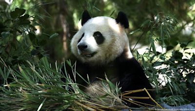 大熊貓重返聖地亞哥動物園