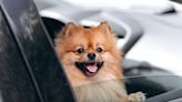 Hilarious Pomeranian "goes through every emotion" impatiently waiting for a drive-thru In-N-Out burger (video)