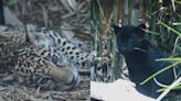 Sedema invita a capitalinos a elegir nombre de 3 cachorros de jaguar