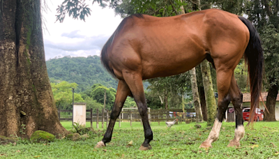 Will a headless horse take the crown at this year's Comedy Pet Photo Awards?