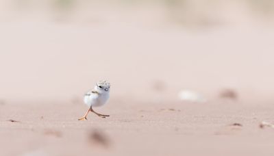 To protect piping plovers, Kouchibouguac National Park closes some areas to visitors