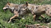 'Saint or devil': return of wolf stirs debate in Europe