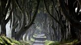 ‘Dangerous’ Dark Hedges trees featured in Game of Thrones to be cut down