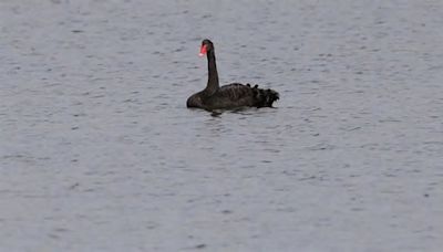 Rare Black Swan Spotted in Greece