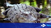 Australian rangers shoot 14ft crocodile that killed girl swimming in creek