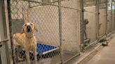 Capital Humane Society offering adoption promotion after facilities reached capacity this week