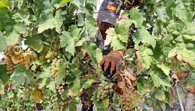 La huelga de los trabajadores de la viña en vendimia mantiene en vilo al Marco de Jerez