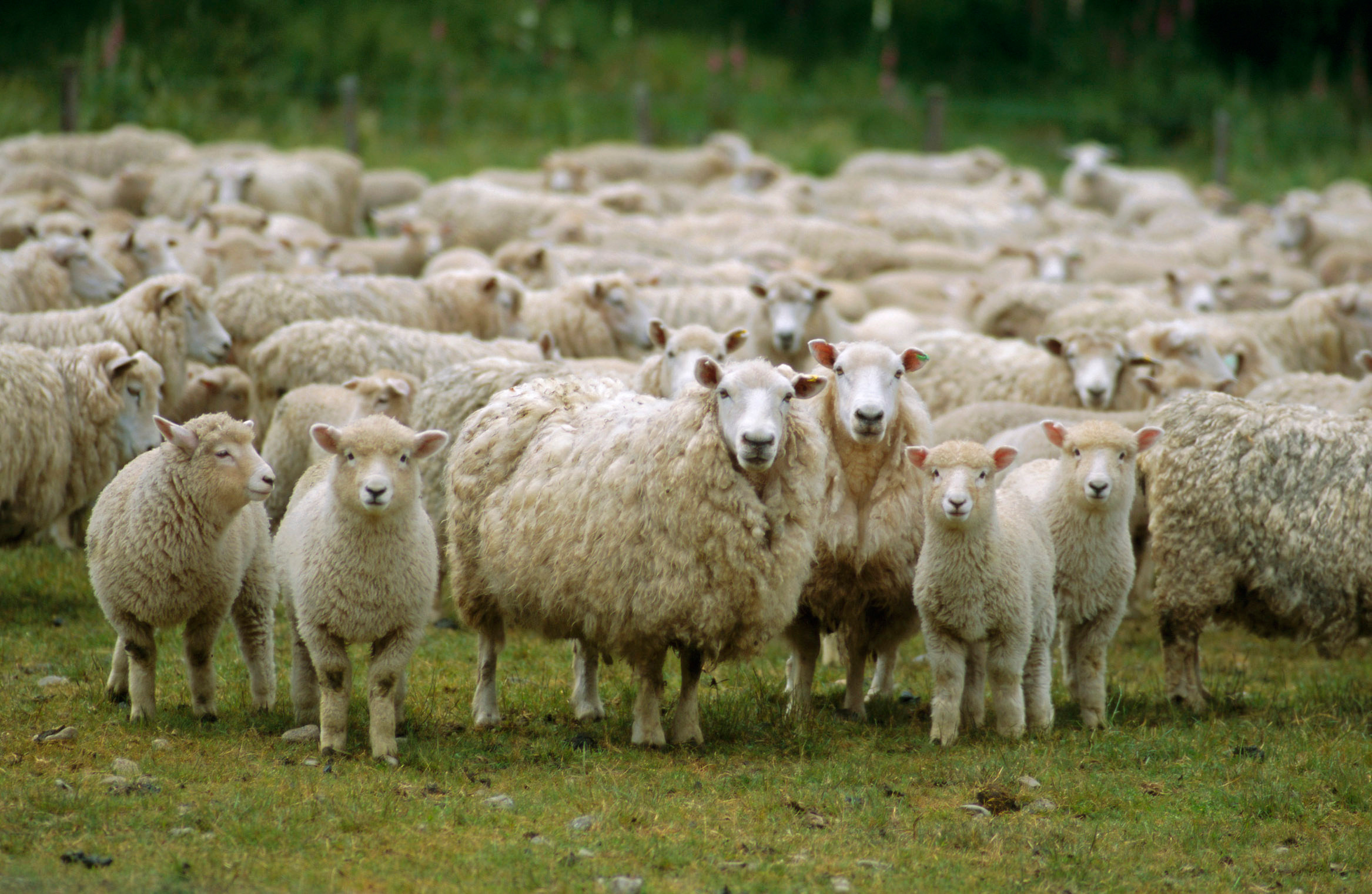 Shemot: Tending to the Sheep | Torah in Motion