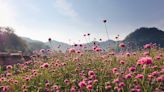 Démarquez-vous en adoptant ces fleurs insolites et colorées qui vont rendre le voisinage jaloux !