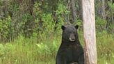 Stop taking selfies with 'depressed' bear, Florida sheriff's office tells drivers