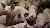 China may take provisional anti-dumping steps against EU pork imports By Reuters