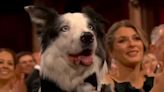 Kate Middleton isn't the only one making us question reality. It turns out the clapping dog wasn't even in the Oscars 2024 audience.