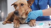 Veterinary Emergency Group opens new pet hospital in Cincinnati neighborhood