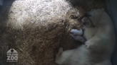 Polar bear gives birth to twin cubs at Ohio zoo. You can watch them on a livestream