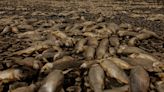 Alerta por la aparición de miles de peces muertos en una laguna seca de Chihuahua, México