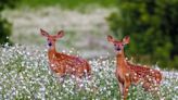 Pair of Fawns Playing in the Sunshine Reminds People to Appreciate the Little Things