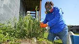 Toxic garlic should have prompted EPA to warn against gardening near Ohio derailment, watchdog says