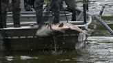 Colorado Parks and Wildlife crews fish carp out of Denver-area pond in effort to control invasive species