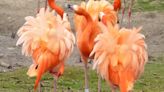 Flocking together: Flamingos form cliques with like-minded friends