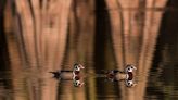 Birdwatching in Florida: Where you might see rare mangrove cuckoos, birds with iridescent feathers