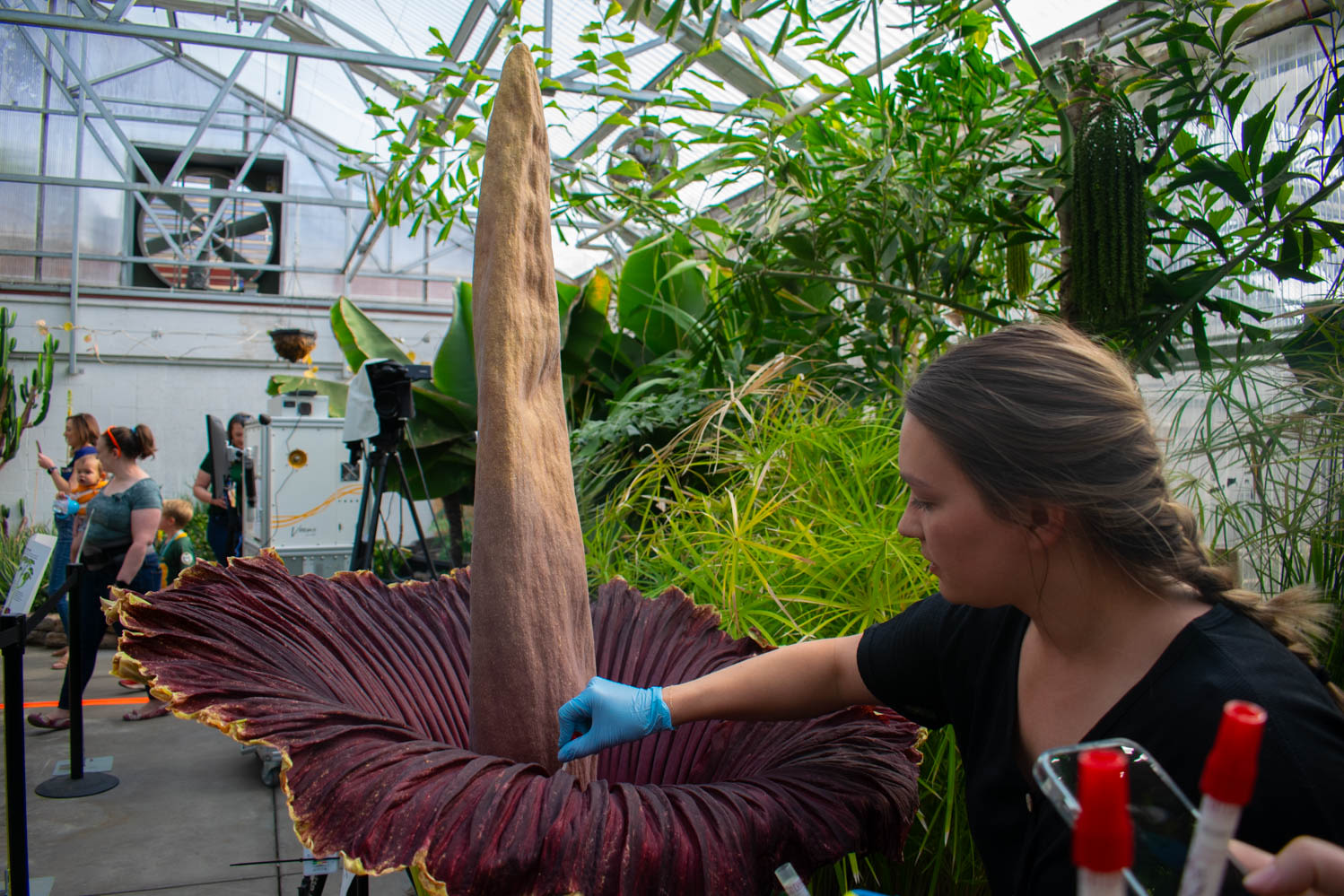 CSU sniffs botanical behemoth Cosmo the corpse flower