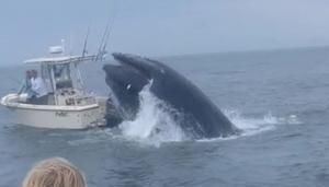 Terrifying moment breaching whale attacks boat off New Hampshire coast | Fox 11 Tri Cities Fox 41 Yakima