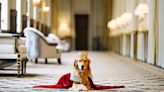 Come Find Out the Best Pet-Friendly Hotel in Your State